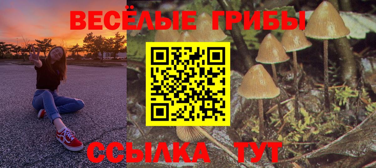 Северобайкальск  Псилоцибиновые грибы прущие грибы  Вход с VPN 